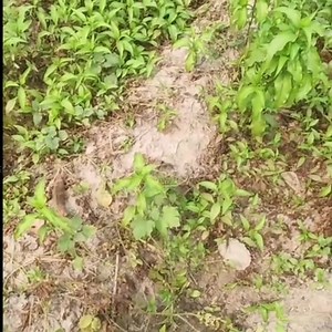 Some scenes of digging potatoes from the potato field. #patattooers #patato #patatocultivation #agriculture #agriculturelife | Farming Ideas ASK25 | Facebook