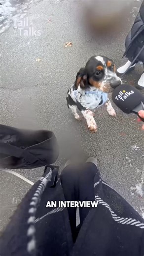 We met the sweetest Cocker Spaniel puppy named Winnie! #cockerspaniel #dog