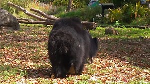 Ron Magill introduces us to "Hank" and teaches us about the amazing insect-loving sloth bear! | Zoo Miami | Facebook
