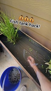 2M views · 6.6K reactions | Repeat after me: duckweed is our friend, we love duckweed 浪 #fish #nature #plants | Aquapros | Facebook