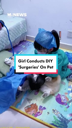 It's a miracle: a corgi giving birth to a catto. 🤣 #mustsharenews #sgnews #sgtiktok #singapore #china #chinanews