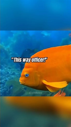 The Fish That Farms Its Own Food 😱 | Damsel Fish Secret #shorts #fish