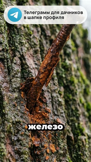 Зачем дед вбивал гвоздь в яблоню #дача #сад #огород