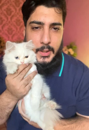 Chubby Meows on TikTok