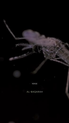 38K views · 1.2K reactions | Mosquito mentioned in Quran #quranvisualization #quran | Quran Visualization | Facebook