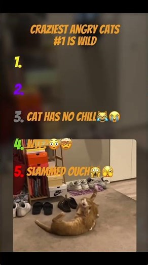 Top 5 Most FERAL Angry Cats Online 🤯😾 #funny #cat #memes #animals #wow #fyp #shorts