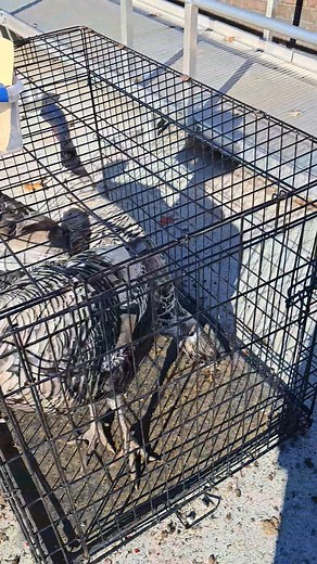 Headed to the Mennonite auction, Hollering Hills. Sever juvenile Tom's, silkie roosters that need a new address. See how we use Creation to heal at Www.fillingamehomestead.com And Main Street Art Collective | The Fillingame Homestead