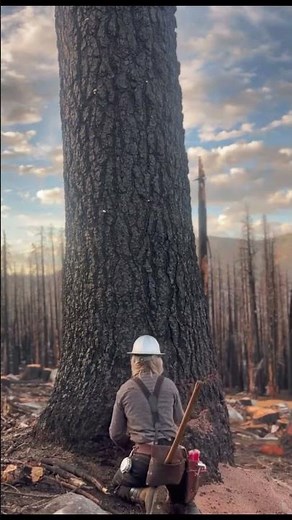 Strong Woman Cutting a Giant Tree with a Chainsaw