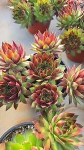 April 5, 2026 Green Heart Sedum~ #Sedum #Plant #FlowerBreeze #Trot #Succulent