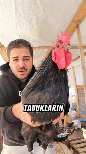 tavukların şahı Australorp #sagoron #animalrescue | Bedirhan Demirci