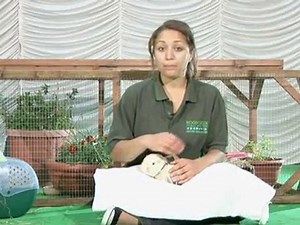 How To Begin Breeding Guinea Pigs