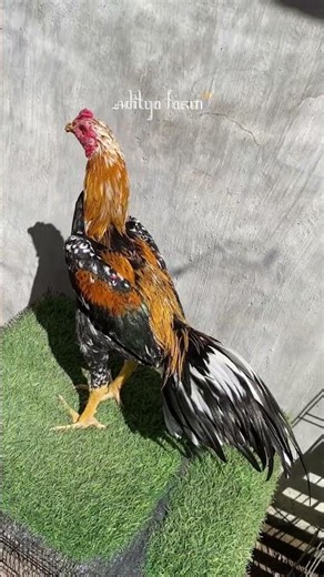 Update on Breeding Viral Colors Phase 2