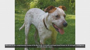 Bull Arab Dog Breed Review: Strength, Intelligence, and Affection