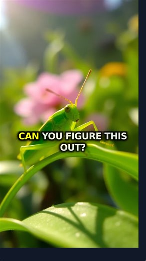 Laurai on Instagram: "Crickets are amazing little creatures that can tell us the temperature with their chirps. They hop around in the grass and sing loudly at night. Do you know other animals that have special talents like crickets? #ai #riddles #Australia #animals #bugs #nature #insects #lateralthinking #outdoors #learning"