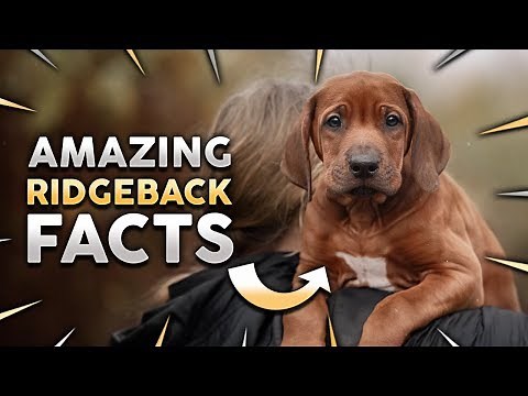 Top 10 RHODESIAN RIDGEBACK Facts!