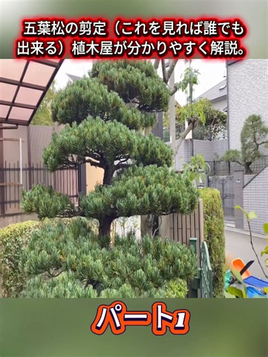 五葉松の剪定（これを見れば誰でも出来る）植木屋が分かりやすく解説。P.1 #剪定 #五葉松の剪定 #五葉松