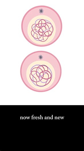 prophase /mitose | Biologies médicales