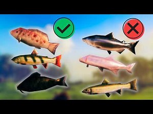 Every Useful Fish in Valheim