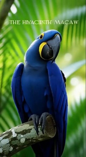 💎 3. Hyacinth Macaw – The Royal Blue Giant #wildlife #parrotlover #parrotfacts #warfilm