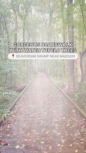 “MEET, PLAY, AND STAY IN MADISON” SERIES: Beaverdam Swamp Boardwalk, part of the Wheeler National Wildlife Refuge, is located just south of I-565, close to the Greenbrier and County Line Road exits. This trail is mostly gravel with a well-maintained boardwalk, making it very stroller- and kid-friendly. The boardwalk was completely rebuilt in 2022 and features several areas to sit and take in the beautiful views around you. Enjoy bird-watching and searching for all kinds of wildlife! Beaverdam Sw