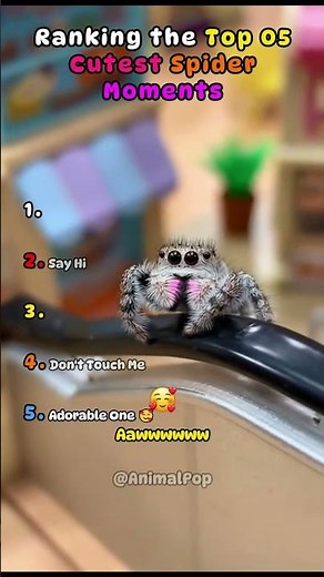 Tiny Spider Heartwarming Moments