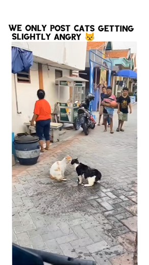 angry cats only on Instagram: "Waterproof cats #trending #explore #explorepage #cats #reels #cat #viral #trendingreels #reelsinstagram #catsofinstagram"