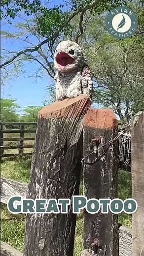 10 birds with the weirdest sounds in the world