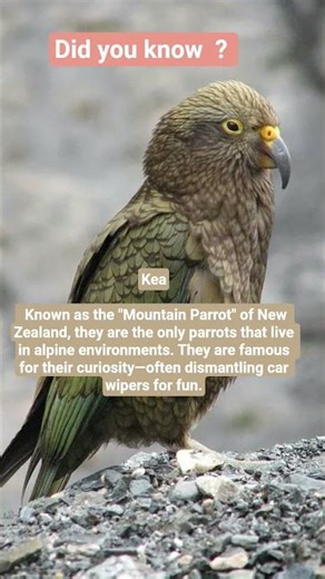 ​The Kea: New Zealand’s Alpine Genius #WonderfulFacts