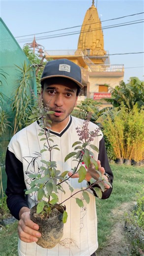 Tulsi Will Not Die | Do This 😌