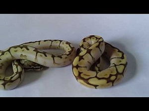 MEMBEDAKAN BALL PYTHON BUTTERBEE(BUTTER SPIDER) DENGAN QUEENBEE (PASTEL, SPIDER, LESSER) KEREN !!!