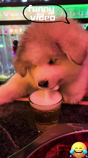 Fake poop prank🤣🤣#funny #prank #fyp #prankvideo