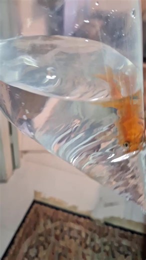 Flower Horn Care Tips for Your Aquarium