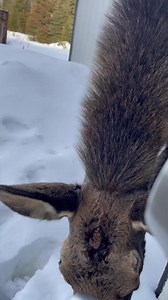 78K views · 417 reactions | A Kenai family had an unexpected visitor at their front door! Don't try this at home! : Kara Hoogendorn More Alaska news and video: https://bit.ly/3LZyOh1 | Alaska's News Source | Facebook