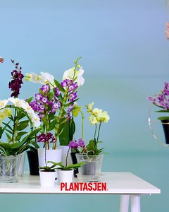 Se hvordan du tar vare på dine orkidéer. | Plantasjen