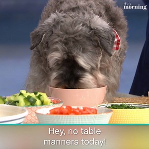 Turns out making a dog's dinner of it might not be that bad after all... | This Morning