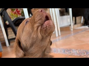 Cachorro labrador aullando