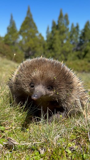 Tasmanian echidnas behave very differently. During the winter mating season, males seek out hibernating females and wake them up to mate. Intriguingly, females can put their pregnancy on hold and go back into hibernation. In the wild, the lifespan is believed to be between 10 and 50 years, and up to 50 years in captivity. #tasmania #wildlife #cuteanimals #australia #animallovers | Animals.of.tasmania