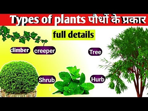 ||Types of plants in hindi||पौधे के प्रकार ||Different types of plant||Hubs ,Shrubs, Creeper,Climber