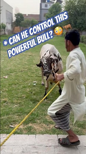 Can Anyone Control This Giant Bull? 😱🐂 | Qurbani Bull 2027 #shorts