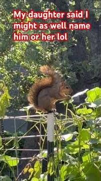 My lil squirrel bandit