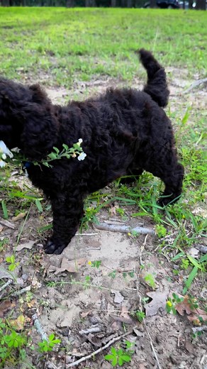 Brown standard poodle | Poetry Poodles