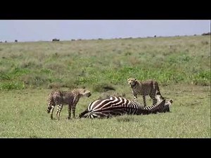 Cheetah’s Deadly Chase: Zebra’s Final Moments
