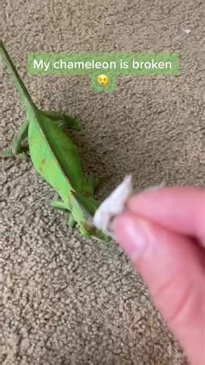 The netizen brought the dying chameleon home, and after it recovered, it became an expert in catching insects | Chameleon Life