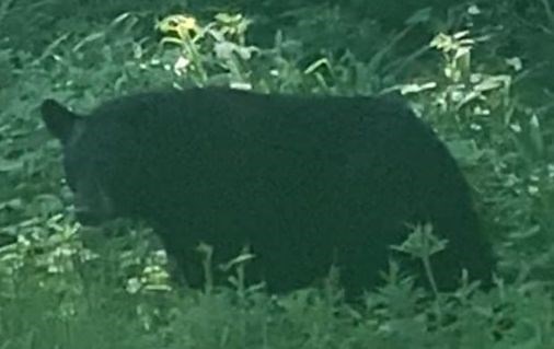 ‘Boo Boo’ the South Shore Bear captured on video roaming in Duxbury - The Boston Globe