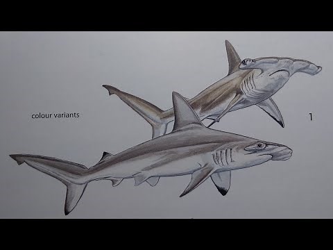 How To Draw a Scalloped Hammerhead Shark
