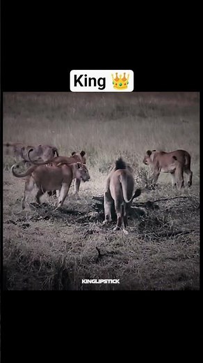 Watch it the end......The Lion King: A Timeless Journey Through the Circle of Life #lionking #viral