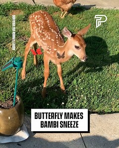 Baby Deer finds a new friend... | Pubity