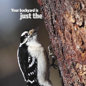 596K views · 8.4K reactions | Make twice the difference for protecting their home today. Donate to our Matching Fund and help save nature's treasures. | The Nature Conservancy | Facebook