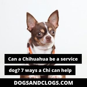 Can A Chihuahua Be A Service Dog? 7 Ways A Chi Can Help