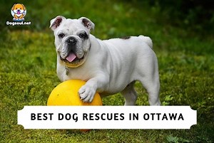 Best Dog Rescues in Ottawa (2025) – Top 7 Picks
